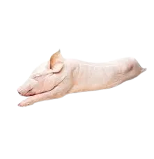 imagen del producto Lechón