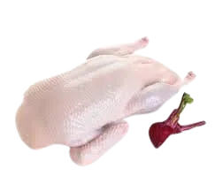 imagen del producto Pato